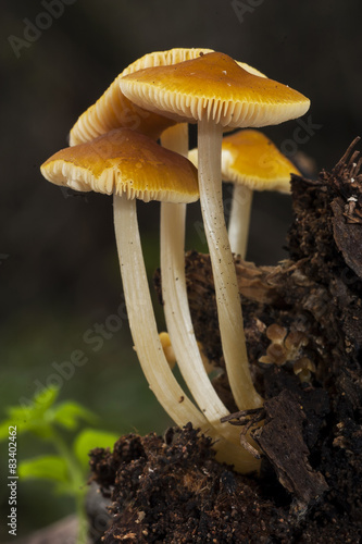 Pluteus S. P. growing on a dead trunk photo