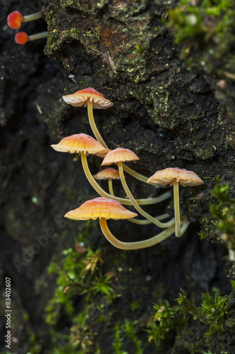 Fotografie Mycena adonis on a dead trunk