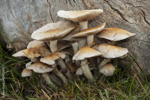 Agrocybe aegerita. growing on a dead log