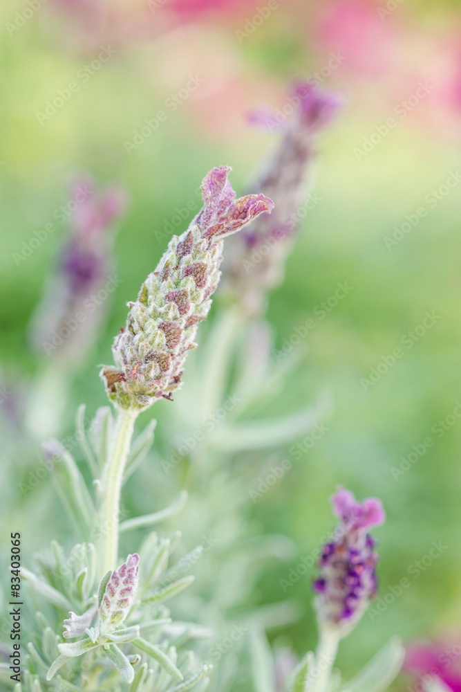 Beautiful lavandula stoechas flower. Beautiful lavandula stoechas flower.