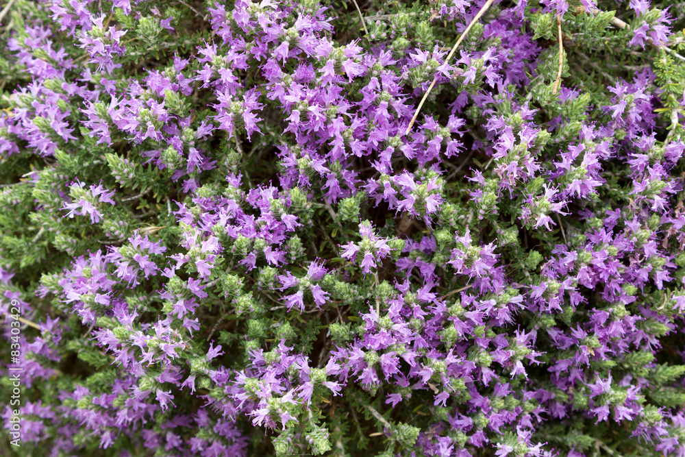 Obraz premium Nature background with purple flowers