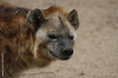 Hyène tournant la tête