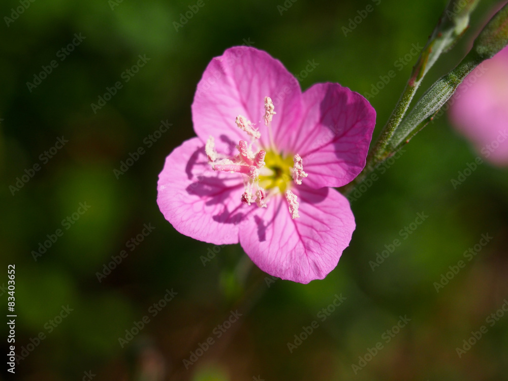 ユウゲショウの花 ユウゲショウの花