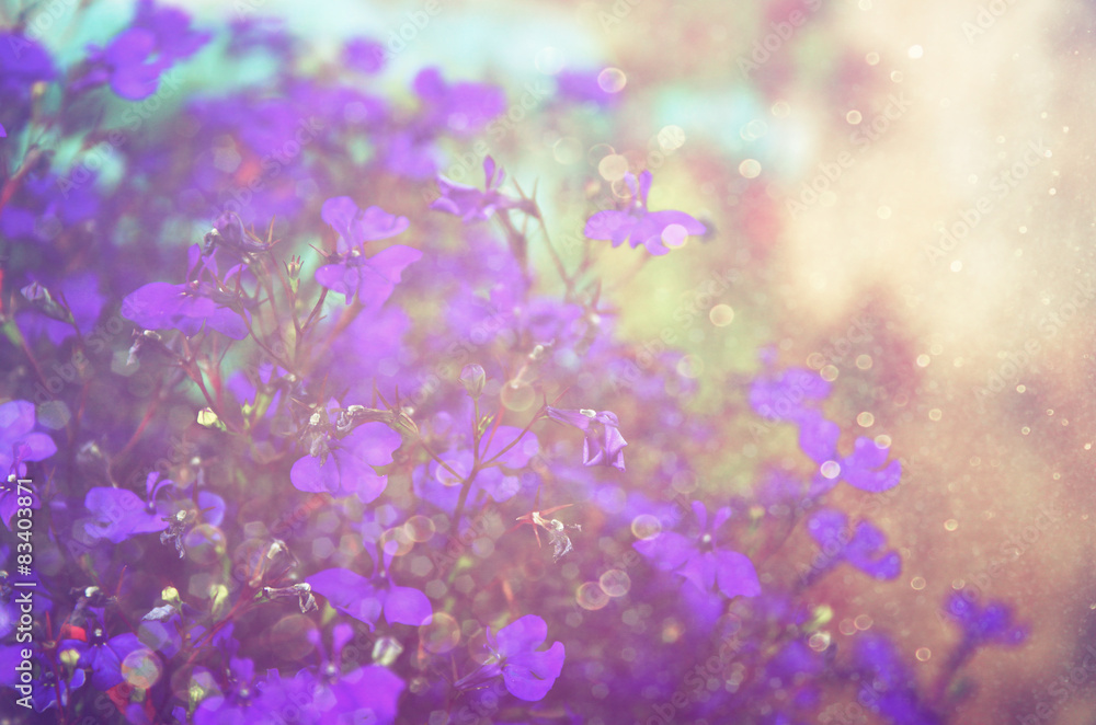 Pink and purple flowers bloom, glitter overlay
Pink and purple flowers bloom, glitter overlay