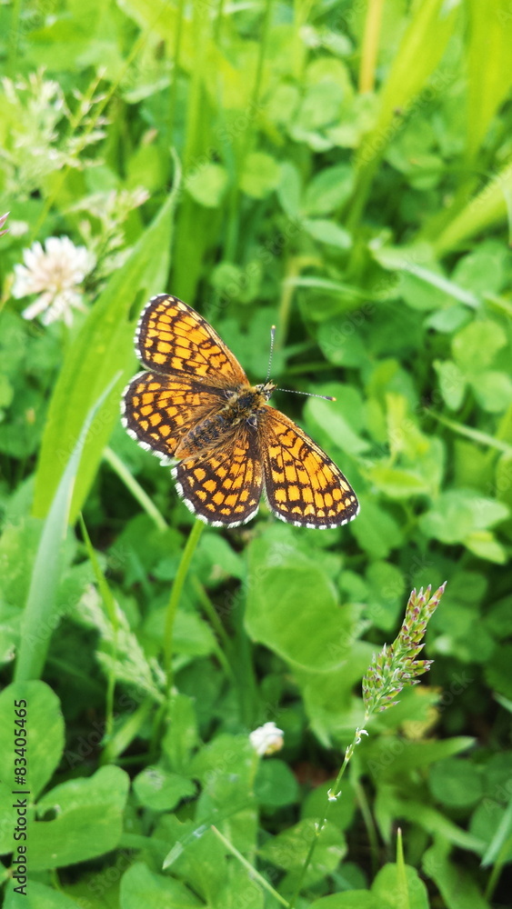 Beautiful Butterfly sitting on a flower in grass Beautiful Butterfly sitting on a flower in grass