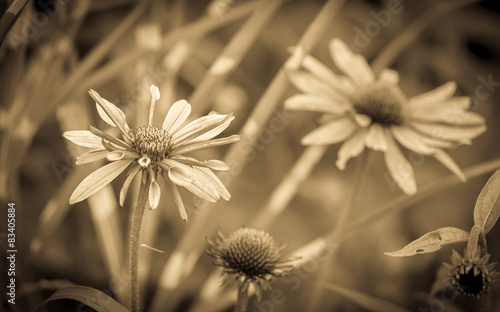 Sepia tone echinacea flowers photo