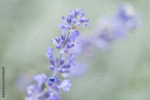 lavender flower on a soft green background