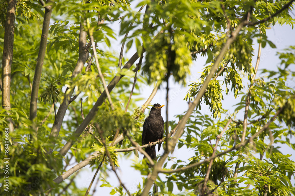 blackbird on a deciduous tree surrounded by lush green leaves blackbird on a deciduous tree surrounded by lush green leaves