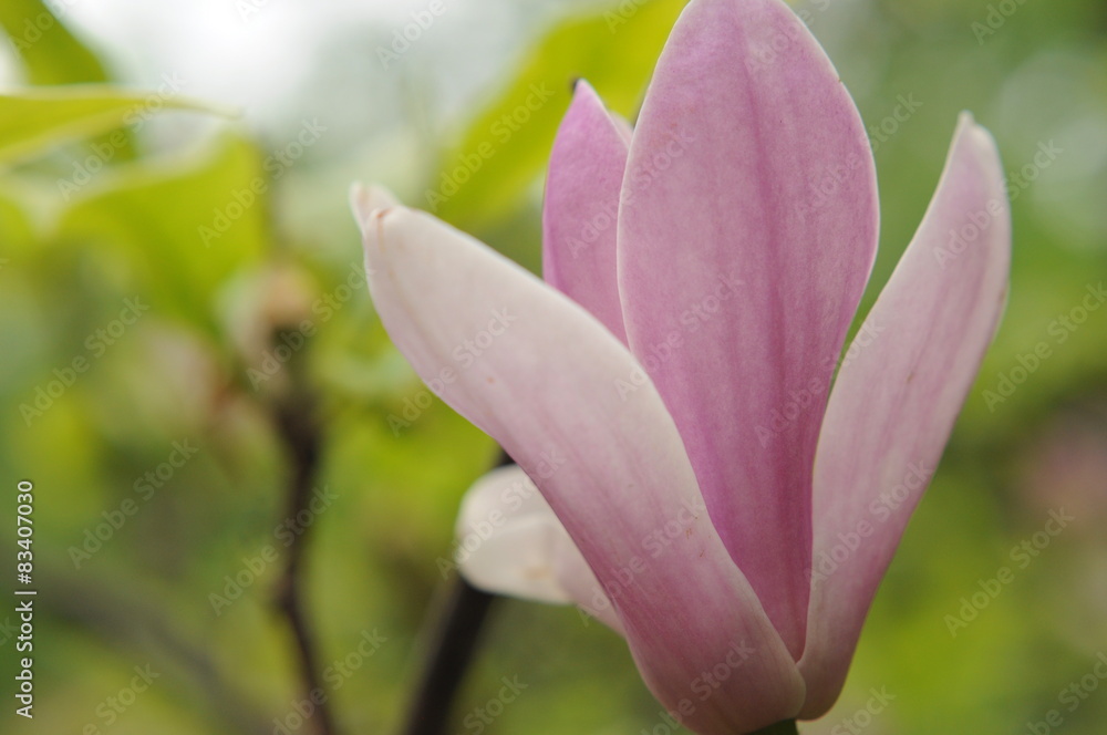 Magnolia x soulangeana