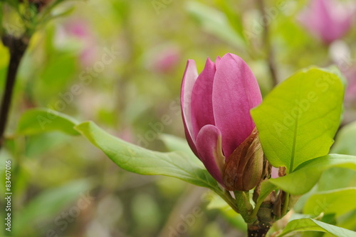 Magnolia x soulangeana