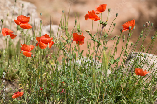 Coquelicots