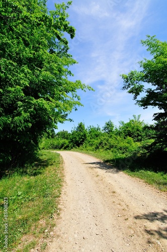 Gravel road through the forest