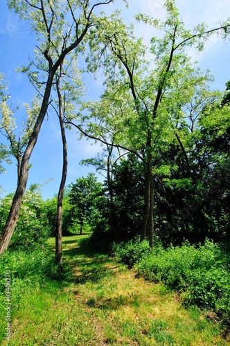 Acacia forest in the spring time