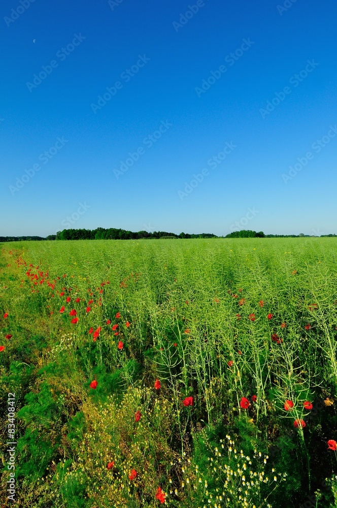 Green rapeseed field with red poppy flowers