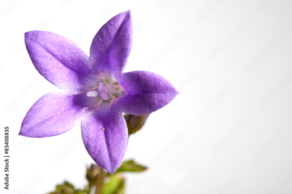 Glockenblumen - isoliert Glockenblumen - isoliert