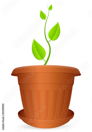 Flowerpot plant