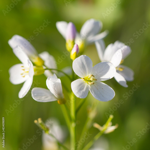Cuckoo-flower macro