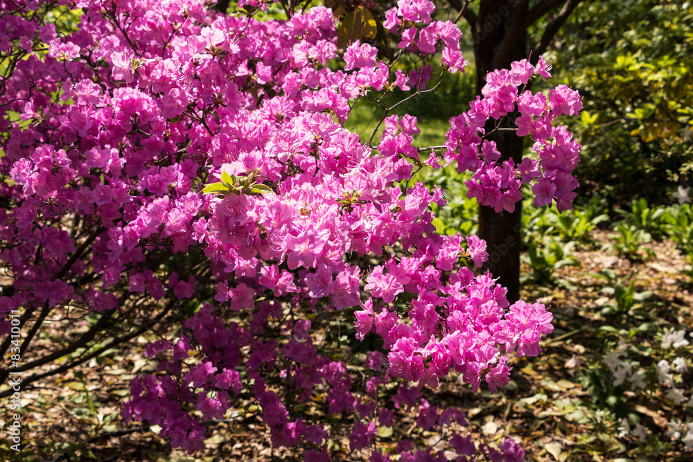 Rhododendron Rhododendron