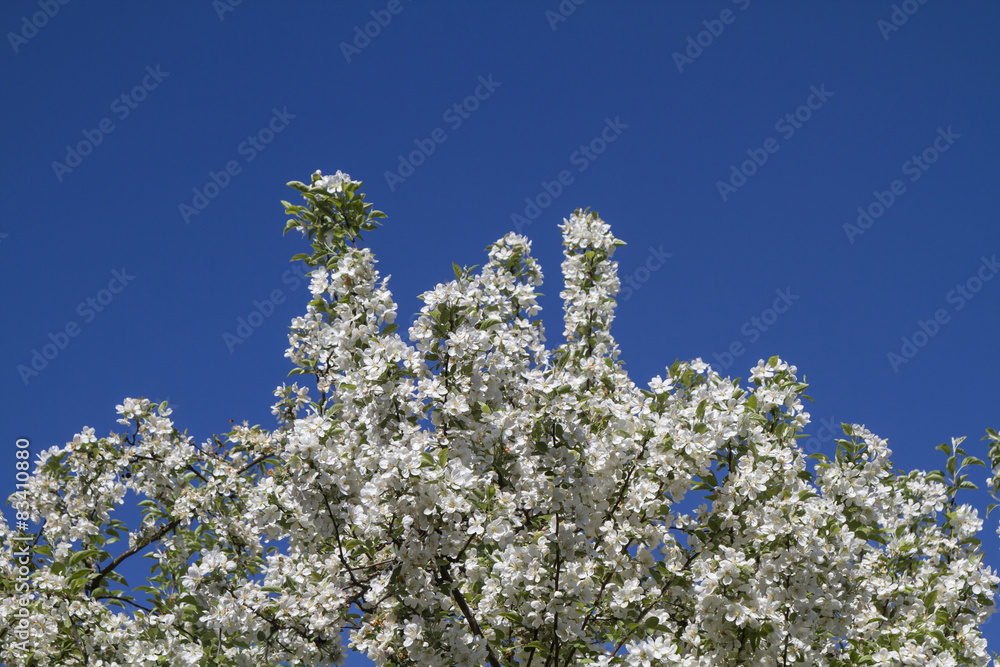 Blütenpracht im Frühling - blühender Zierapfelbaum Blütenpracht im Frühling - blühender Zierapfelbaum