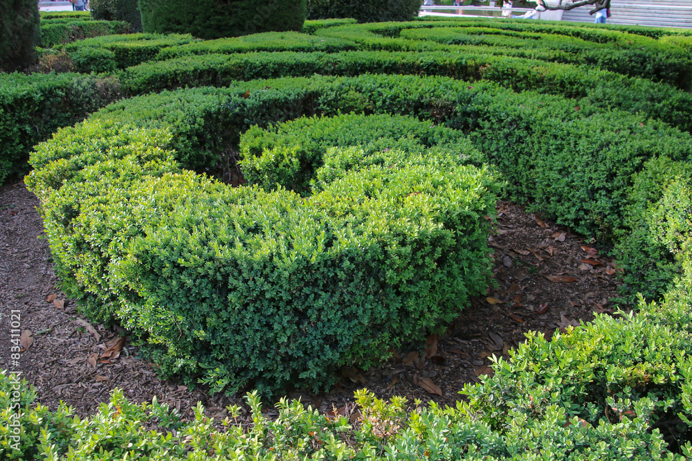 labyrinth maze of tall bushes