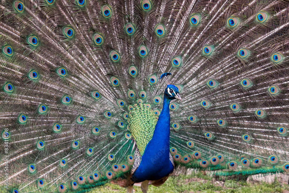 Naklejka premium Pavone con ruota