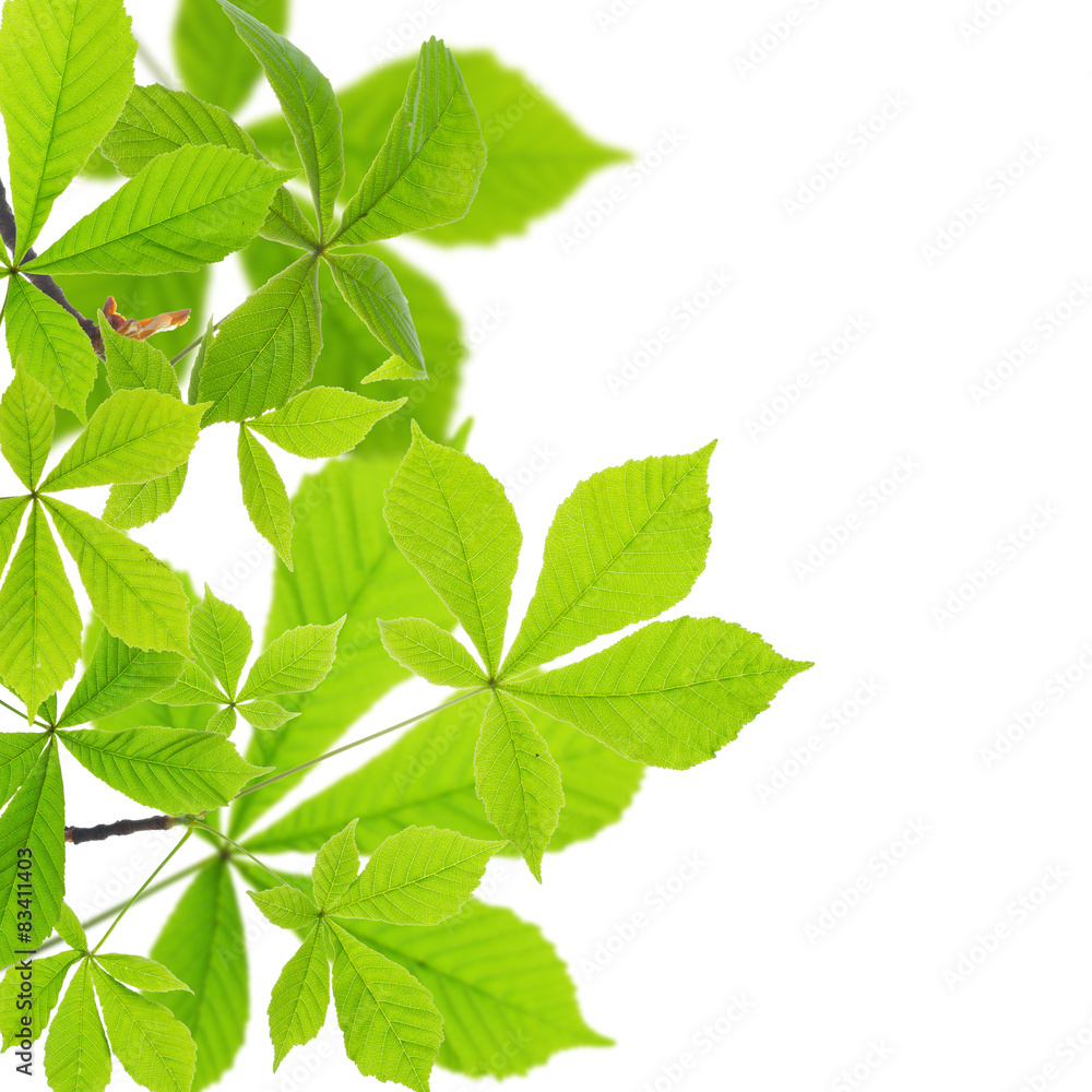 Card whith chestnut green leaves isolated on white background. Card whith chestnut green leaves isolated on white background.