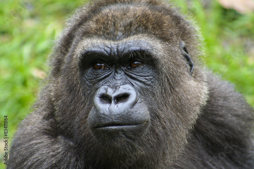 Portret van een gorilla