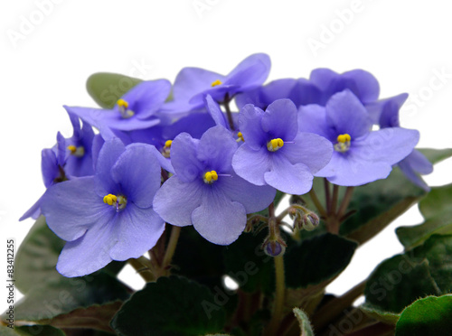 Fototapeta Naklejka Na Ścianę i Meble -  Flowers of Saintpaulia African Violet isolated on white