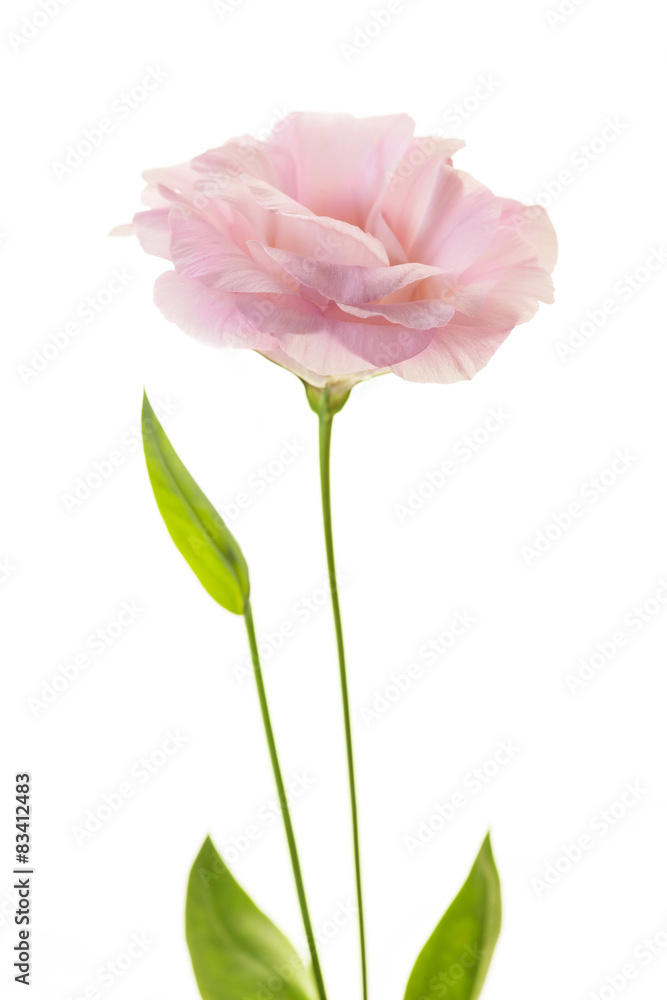 Pure pink eustoma with fresh leaves isolated on white
