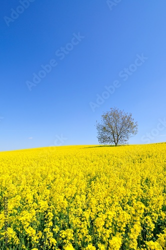 Lonely tree in a rapeseed field