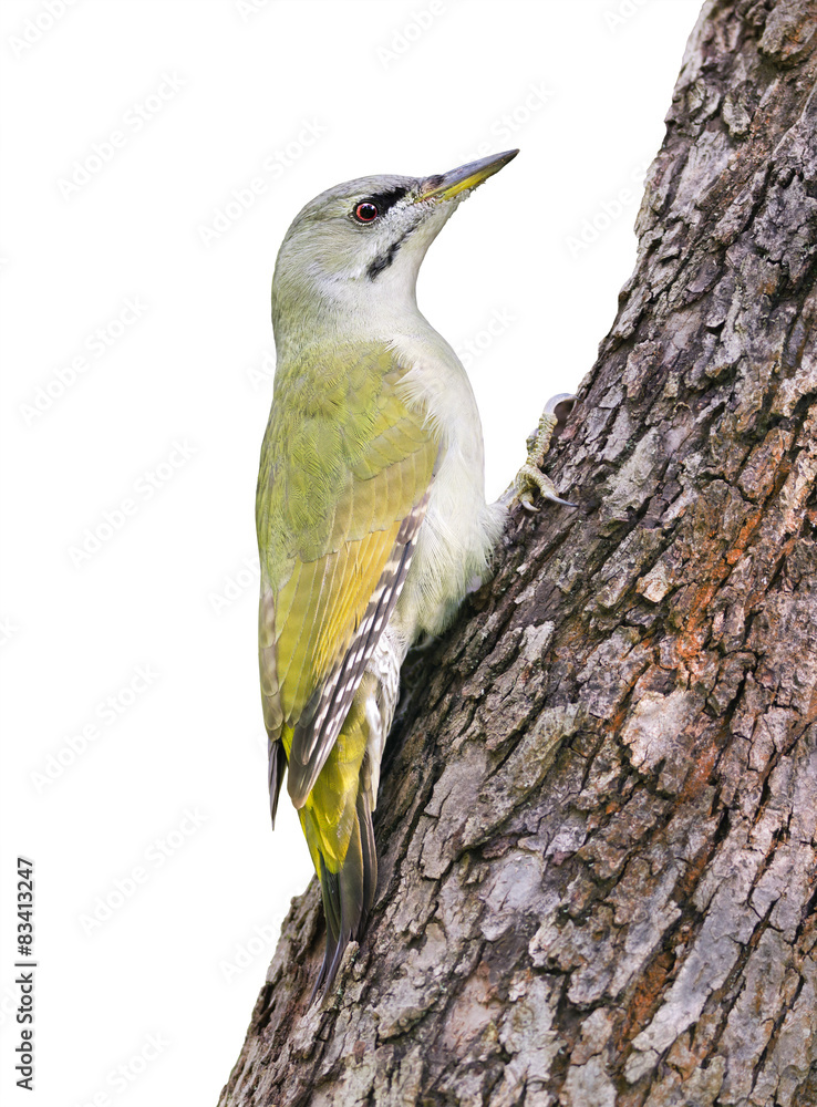 Fototapeta premium Grey-headed Woodpecker on white