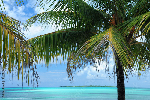 Tropische Palme vor dem Meer