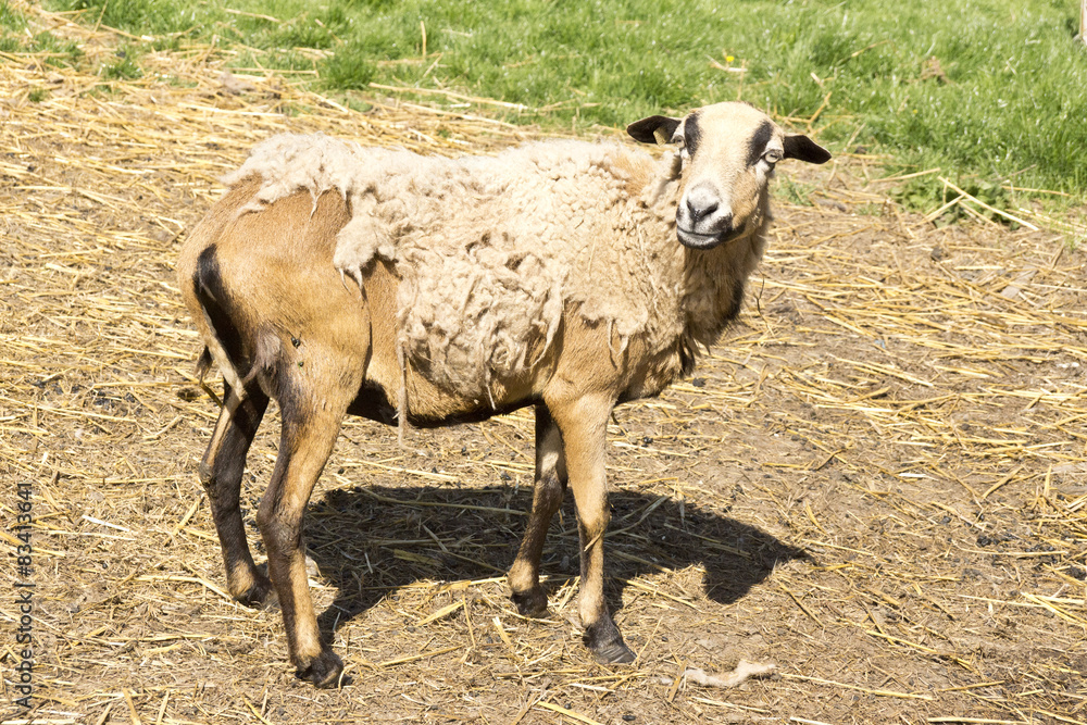 Kamrunschaf steht auf der Weide und verliert seine Winterwolle. Kamrunschaf steht auf der Weide und verliert seine Winterwolle.