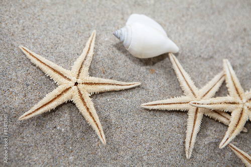 étoile de mer et coquillage sur le sable