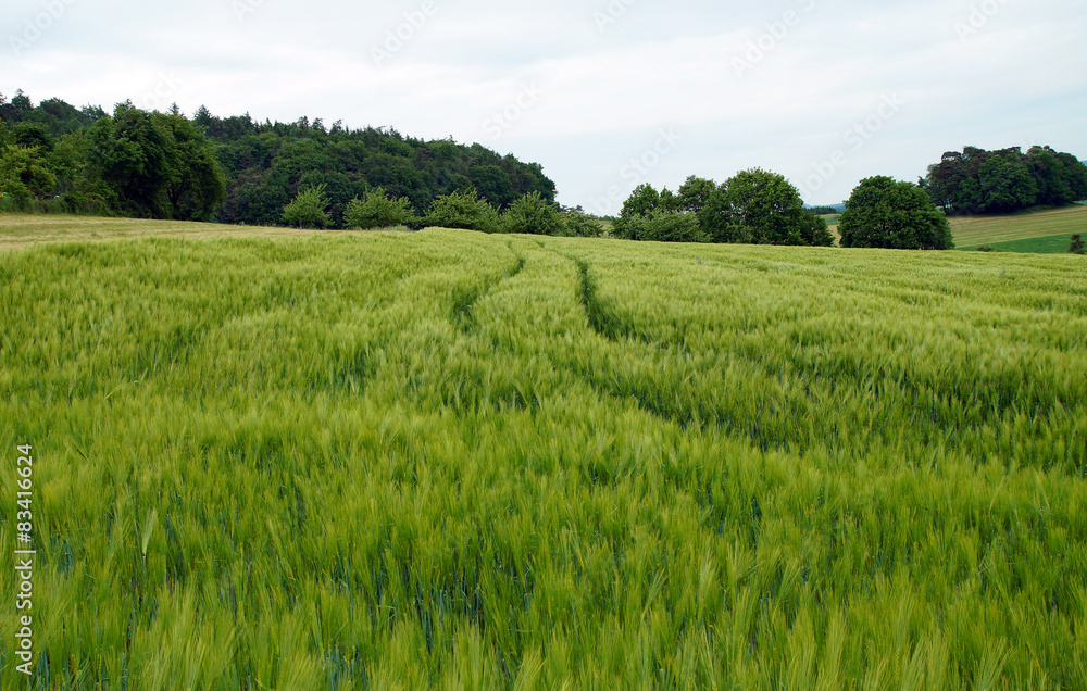 Obraz premium Junges Getreide