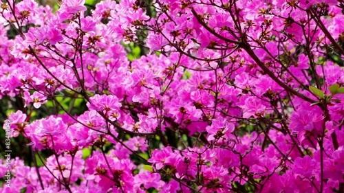 Wallpaper Mural Rhododendron Torontodigital.ca