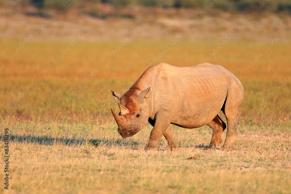 Obraz premium A black (hooked-lipped) rhinoceros, South Africa
