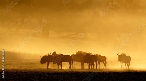 Blue wildebeest in dust at sunrise  Kalahari desert