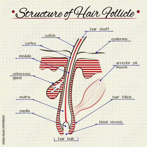 Vector drawing of the structure of human hair