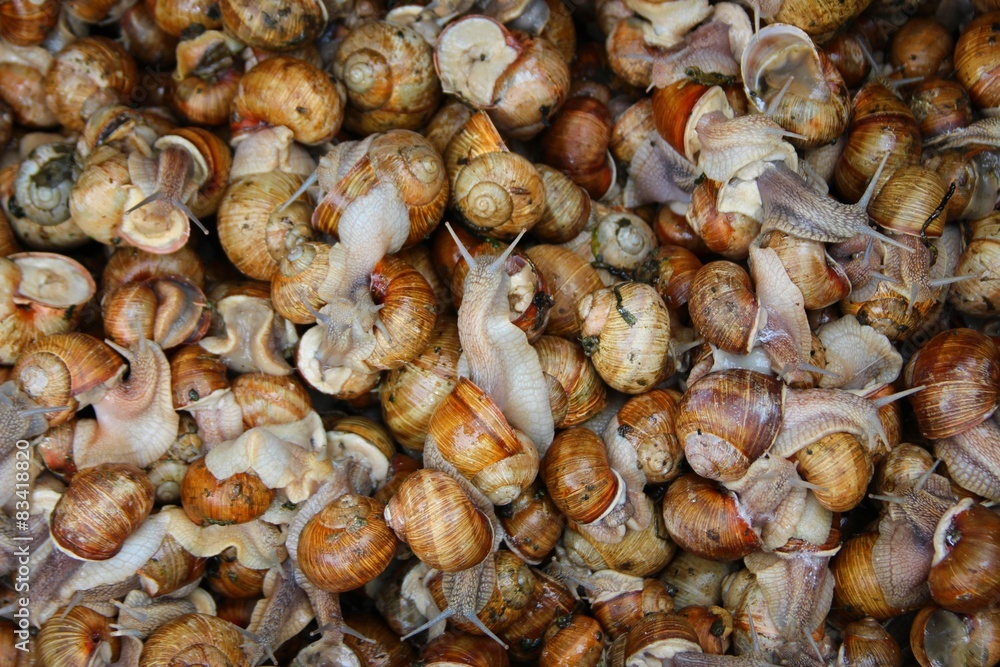 Several alive snails Several alive snails