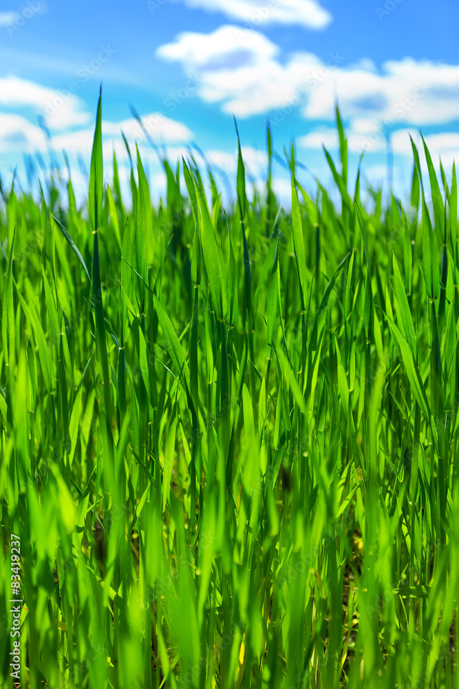 Obraz premium Grass and blue sky