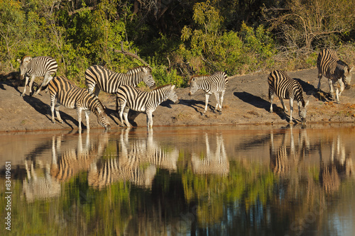 Plains Zebras drinking water  South Africa
