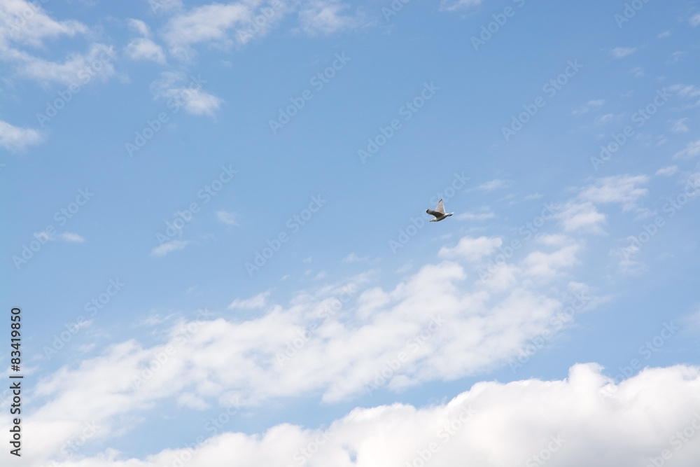 Fototapeta premium Zachmurzone niebo latem nad głowami ptaków, Szwecja.