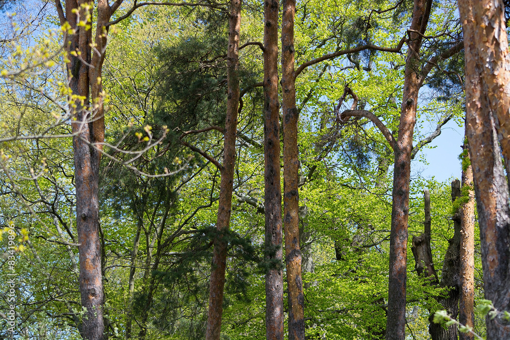 Fototapeta premium High pine trees in lush spring forest, Sweden in May.