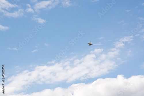 Cloudy sky with bird flying overhead in summer, Sweden.