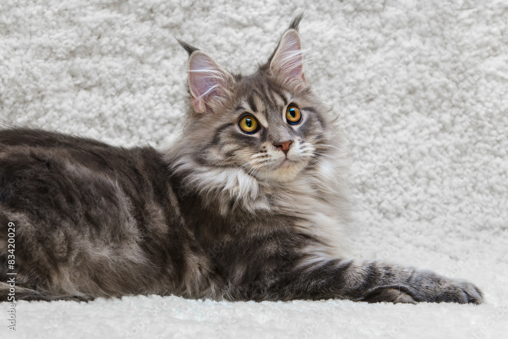 Maine coon cat on white background fur