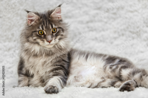 Fototapeta Naklejka Na Ścianę i Meble -  Big maine coon cat posing on white background fur