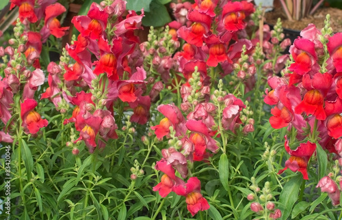 Red and pink snapdragon flowers