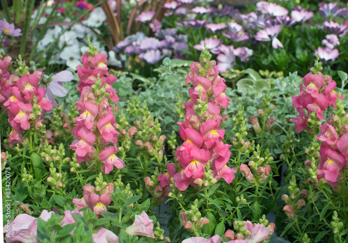 Pink and yellow snapdragon flowers