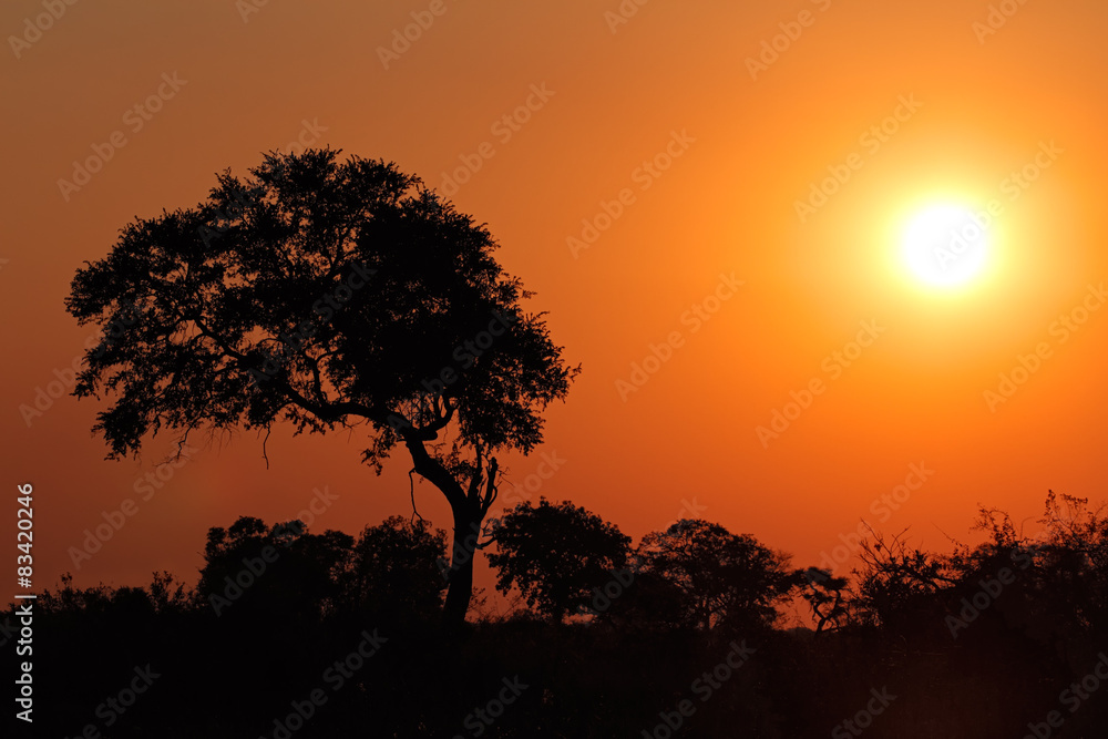 Sunset with silhouetted African tree, southern Africa